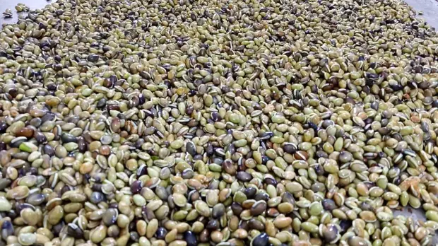 A cleaned lot of bean seed spread for sorting
