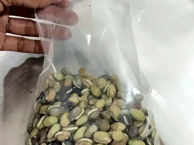 Bean seed weighed into a sealed retail pack