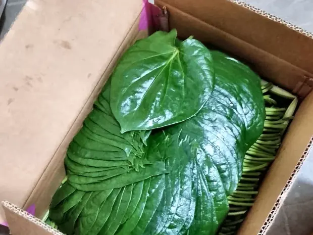Betel leaf hand stacked into a ventilated carton