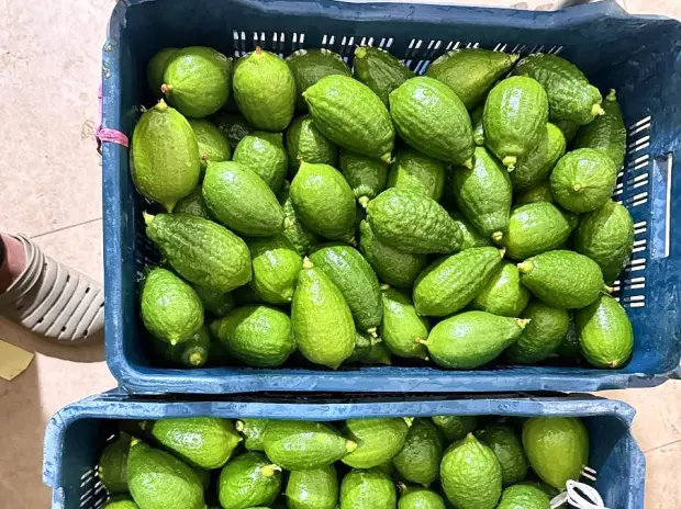 Bitter gourd washed and crated before packing