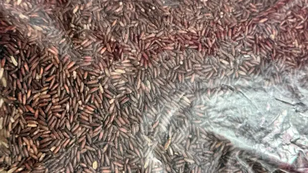 Bangladeshi black rice bagged for export