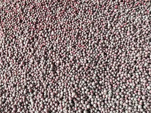 A jujube lot spread out at the collection yard