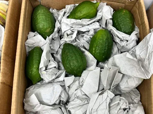 Citrus individually wrapped in tissue inside an export carton