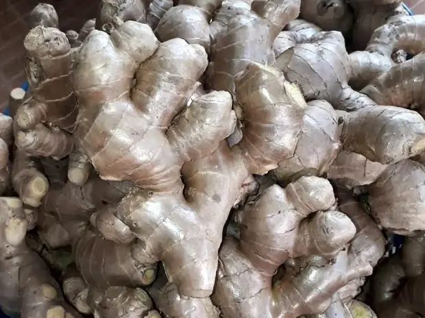 Fresh ginger rhizomes collected for grading