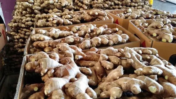 Graded ginger packed into export cartons