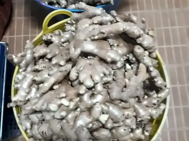 Ginger weighed basket by basket before packing