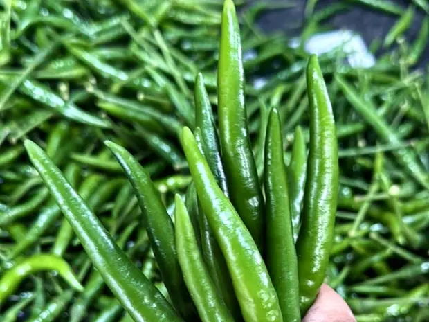 Green chilli graded by length at the packing house