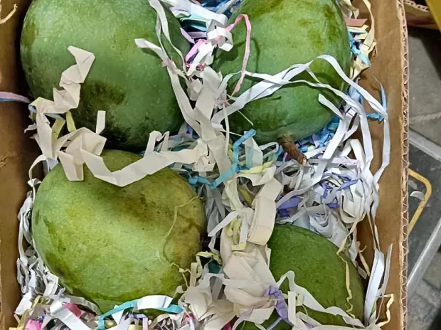 Green mango cushioned and packed for air freight