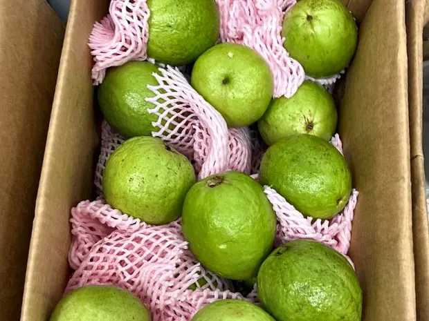 Guava individually foam netted inside the export carton