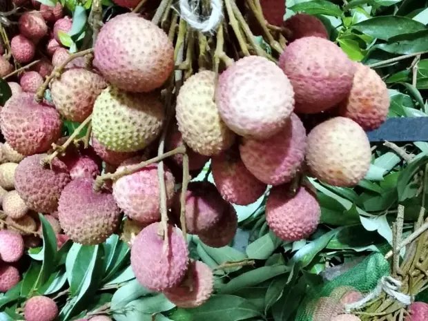Freshly cut lychee bunches tied and laid on their own leaves