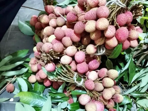 Lychee graded and bundled at the collection point