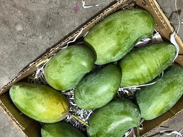 Graded mango cushioned in a single-layer export carton