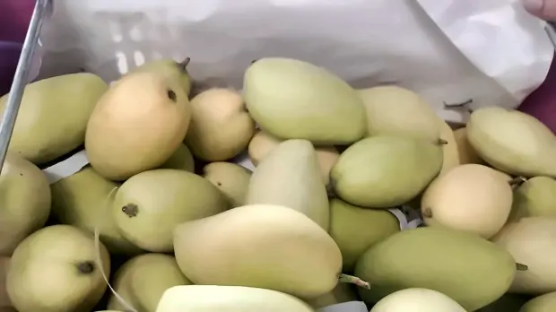Ripening mango graded in the packing carton
