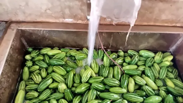 Pointed gourd washed in running water at the packing house