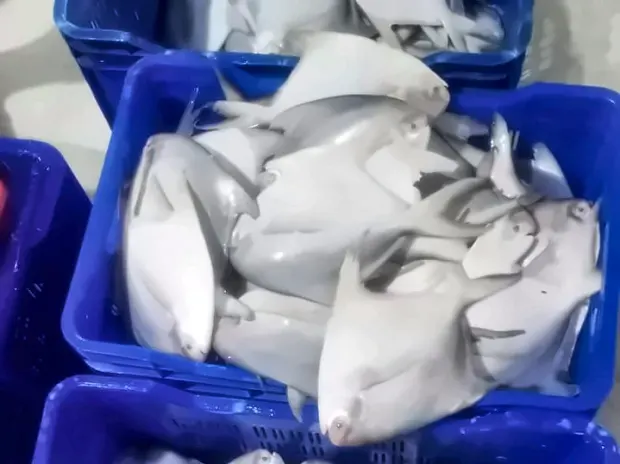 Crates of graded pomfret ready for processing