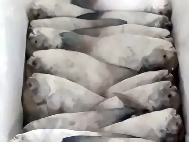Pomfret layered into a lined insulated box for air freight