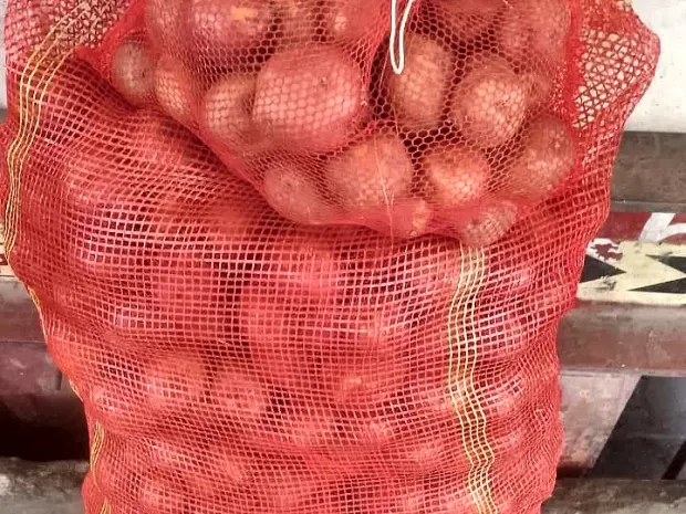 A filled mesh sack of graded potato ready for loading