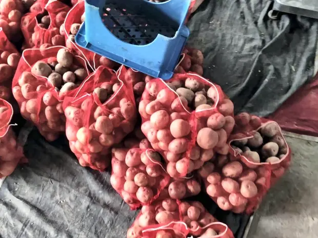Potato weighed into small mesh retail bags