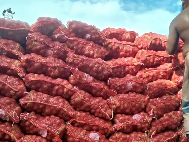 Mesh sacks loaded onto a truck at the collection point
