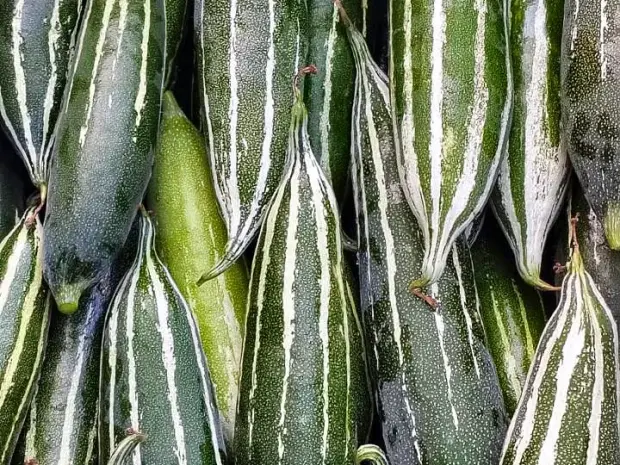 Snake gourd graded and lined up for packing