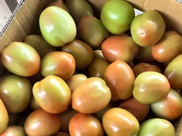 Tomato graded into a ventilated export carton