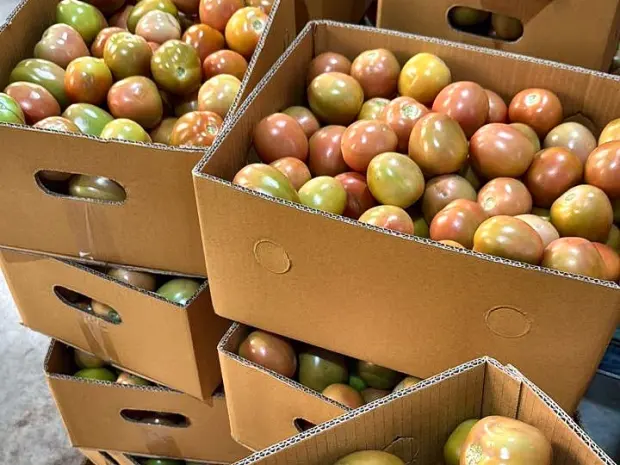 Filled tomato cartons stacked for loading