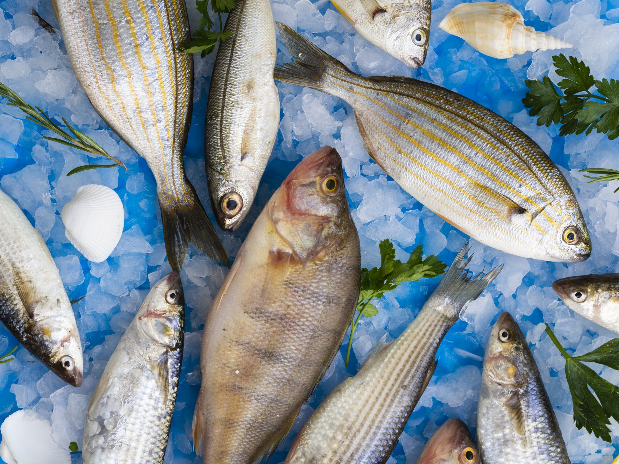 Premium Fish Export Bangladesh